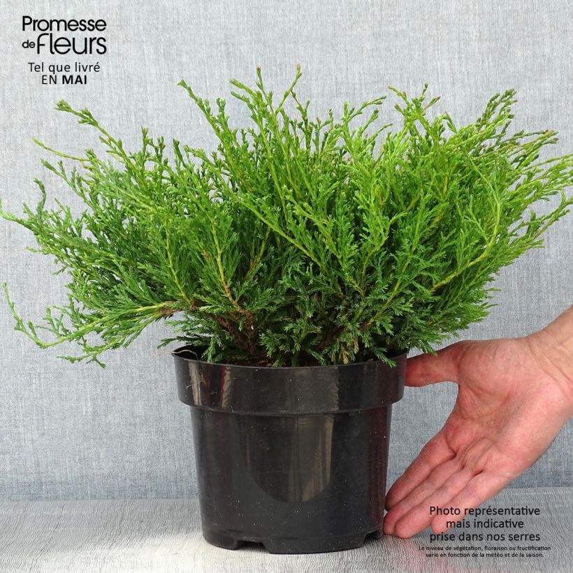 Juniperus horizontalis Andorra Compact 2L/3L pot sample as delivered in spring