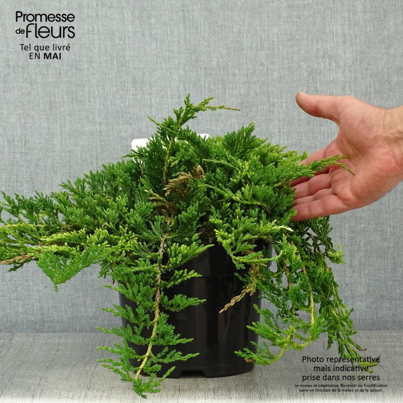 Juniperus horizontalis Prince Of Wales 2L/3L pot sample as delivered in spring