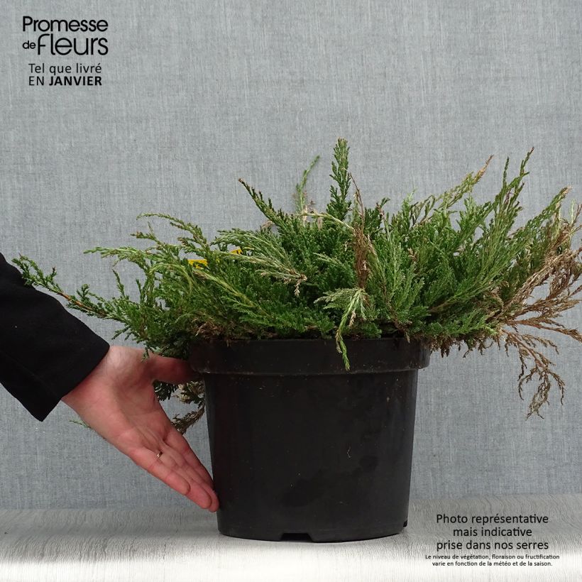 Juniperus horizontalis Prince Of Wales 7.5L/10L pot sample as delivered in winter
