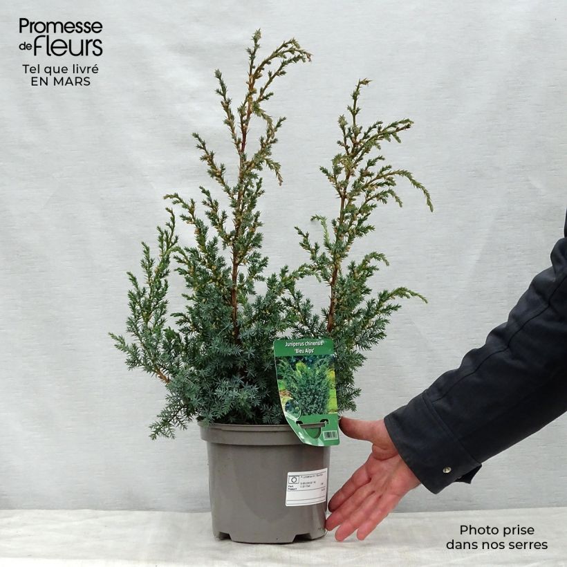 Juniperus Blaauw 2L/3L pot sample as delivered in spring