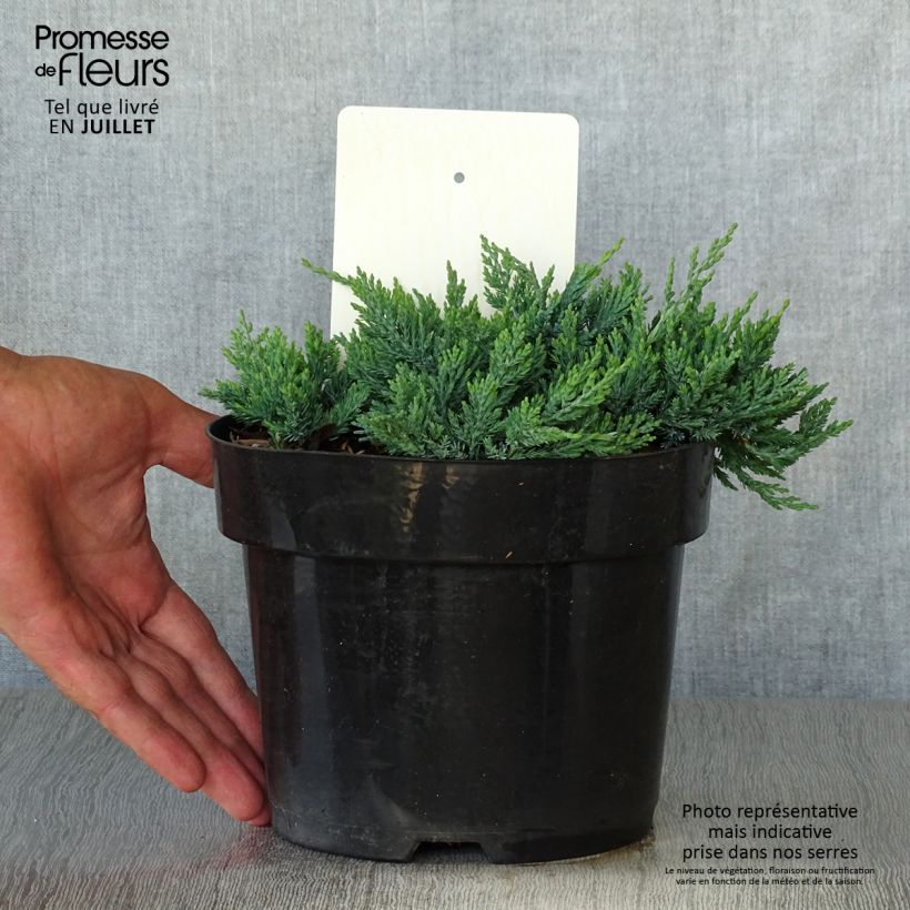 Juniperus horizontalis Wiltonii 2L/3L pot sample as delivered in summer