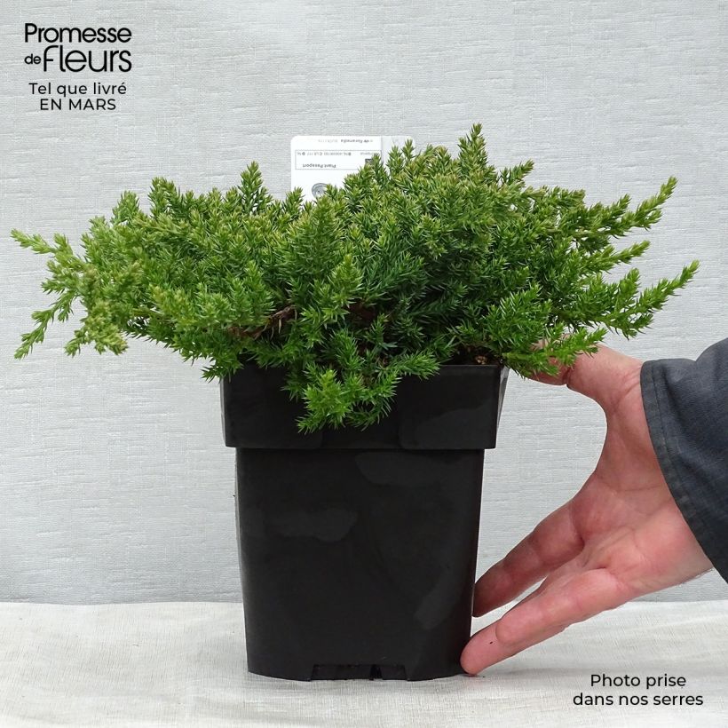 Juniperus procumbens Nana 2L/3L pot sample as delivered in spring