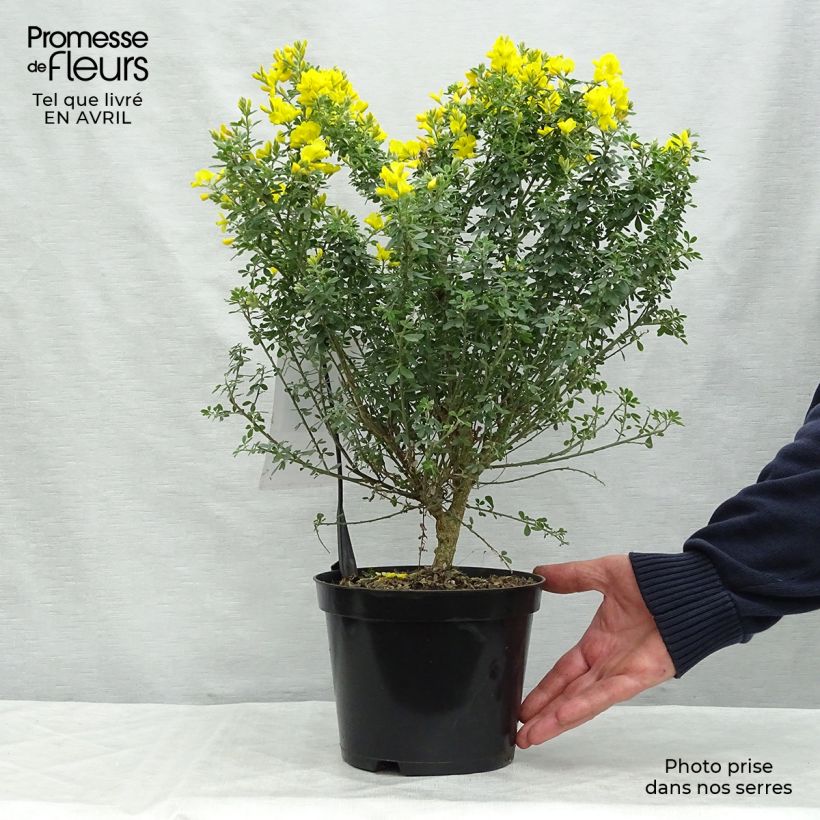 Genista Porlock 2L/3L pot sample as delivered in spring