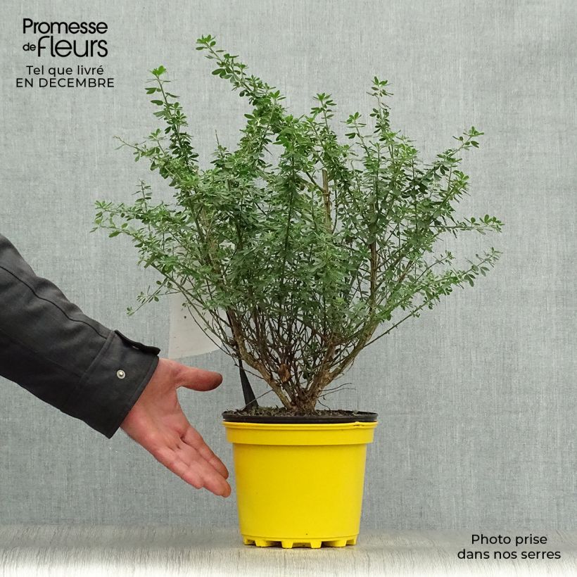 Genista Porlock 2L/3L pot sample as delivered in winter