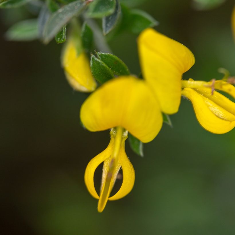 Genista pilosa Vancouver Gold (Flowering)