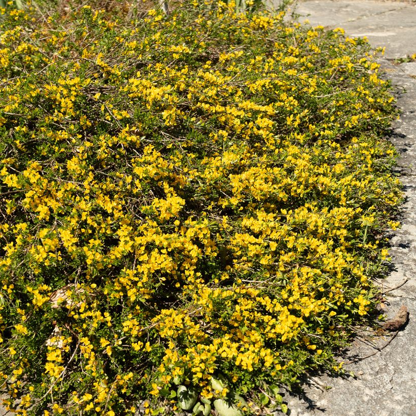 Genista pilosa Vancouver Gold (Plant habit)