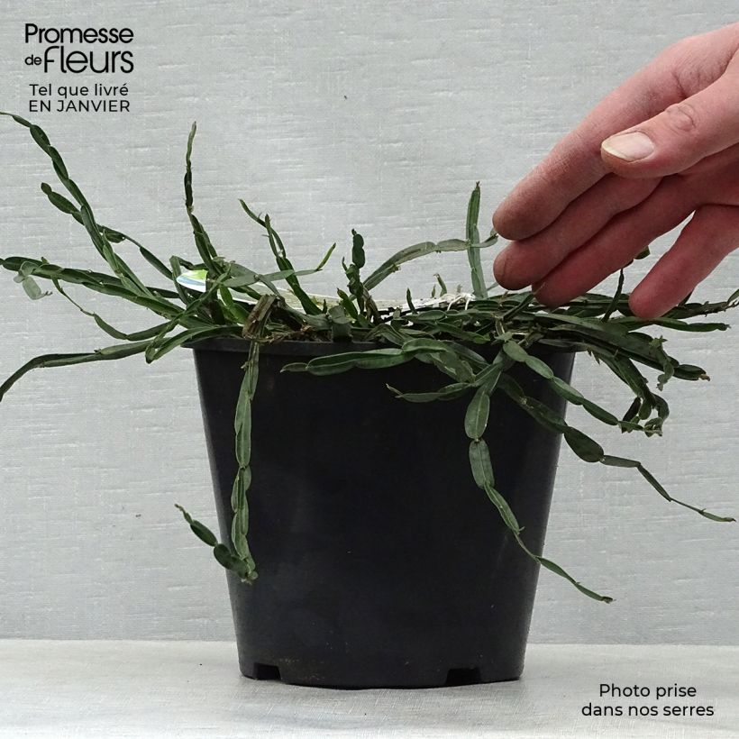 Genista sagittalis 2L/3L pot sample as delivered in winter