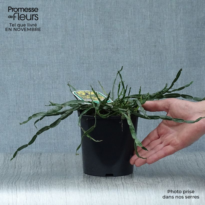 Genista sagittalis 2L/3L pot sample as delivered in autumn
