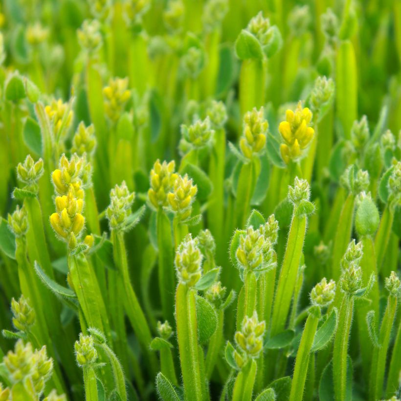 Genista sagittalis (Foliage)