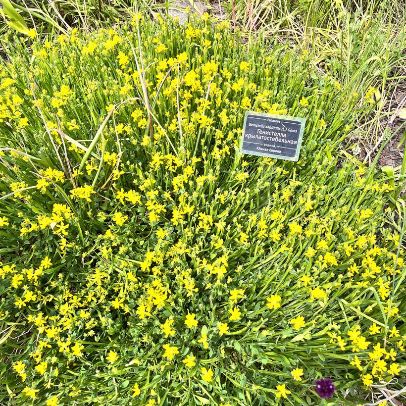 Genista sagittalis (Plant habit)