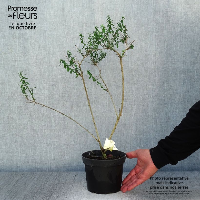 Genista tinctoria Plena (Flore Pleno) - dyer's greenweed 2L/3L pot sample as delivered in autumn