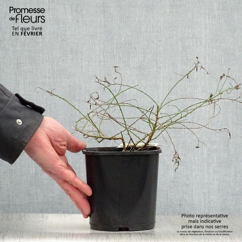 Genista tinctoria Plena (Flore Pleno) - dyer's greenweed 2L/3L pot sample as delivered in winter