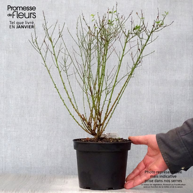 Genista tinctoria Royal Gold 2L/3L pot sample as delivered in winter