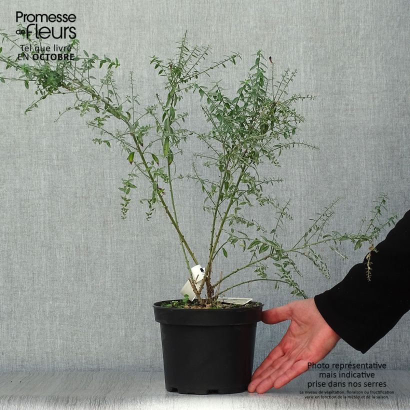 Genista tinctoria Royal Gold 2L/3L pot sample as delivered in autumn