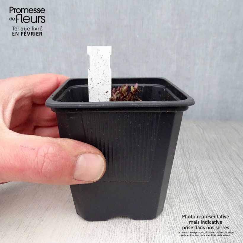 Gentiana True Blue 8/9 cm pot sample as delivered in winter