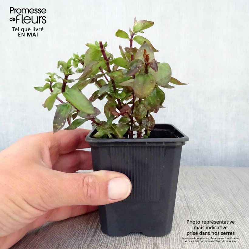 Gentiana True Blue 8/9 cm pot sample as delivered in spring