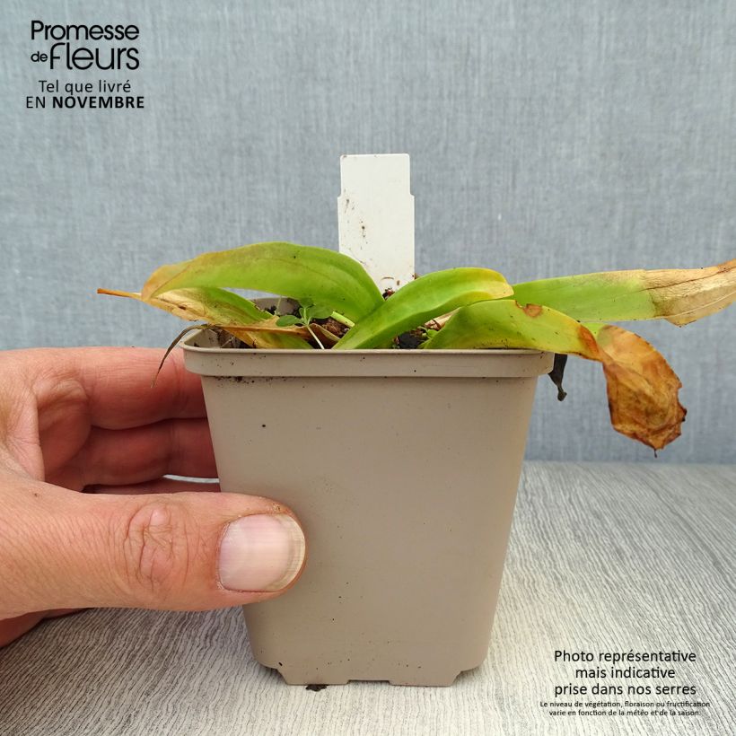 Gentiana cruciata - Cross Gentian 8/9 cm pot sample as delivered in autumn