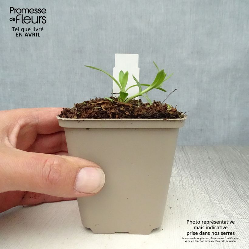 Gentiana cruciata - Cross Gentian 8/9 cm pot sample as delivered in spring