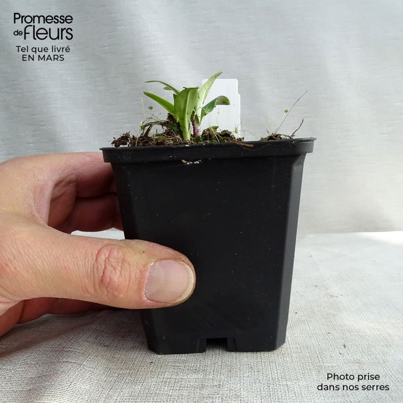 Gentiana lutea 8/9 cm pot sample as delivered in winter