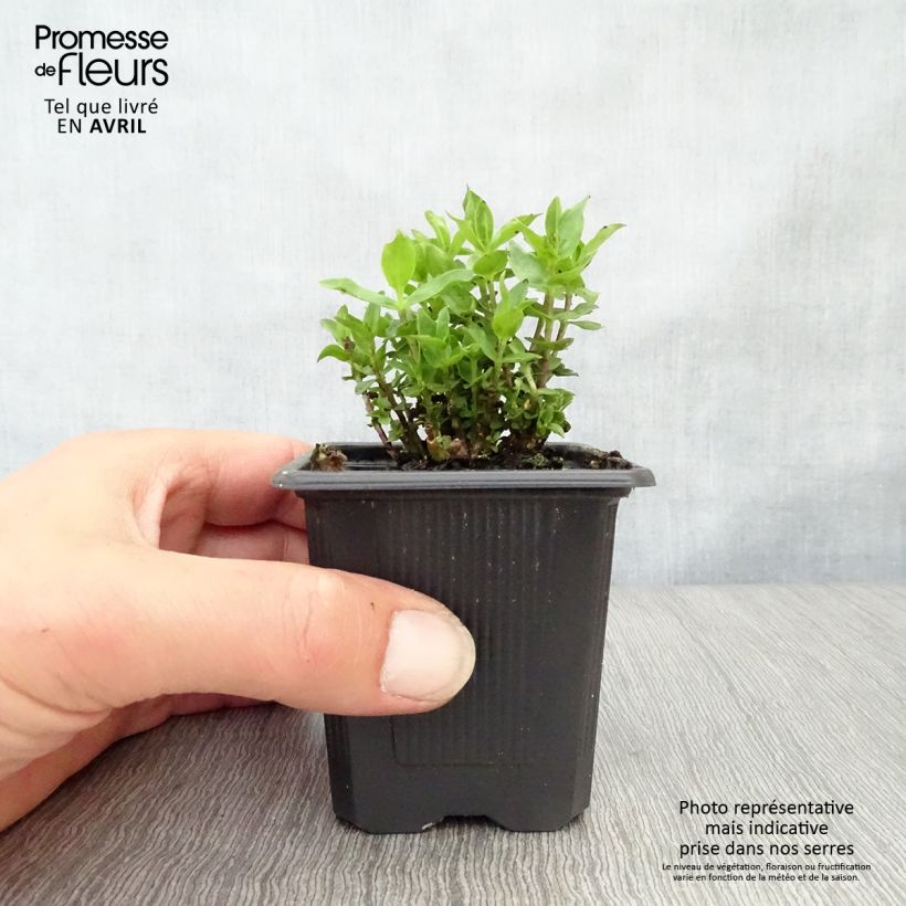 Gentiana Little Pinkie 8/9 cm pot sample as delivered in spring