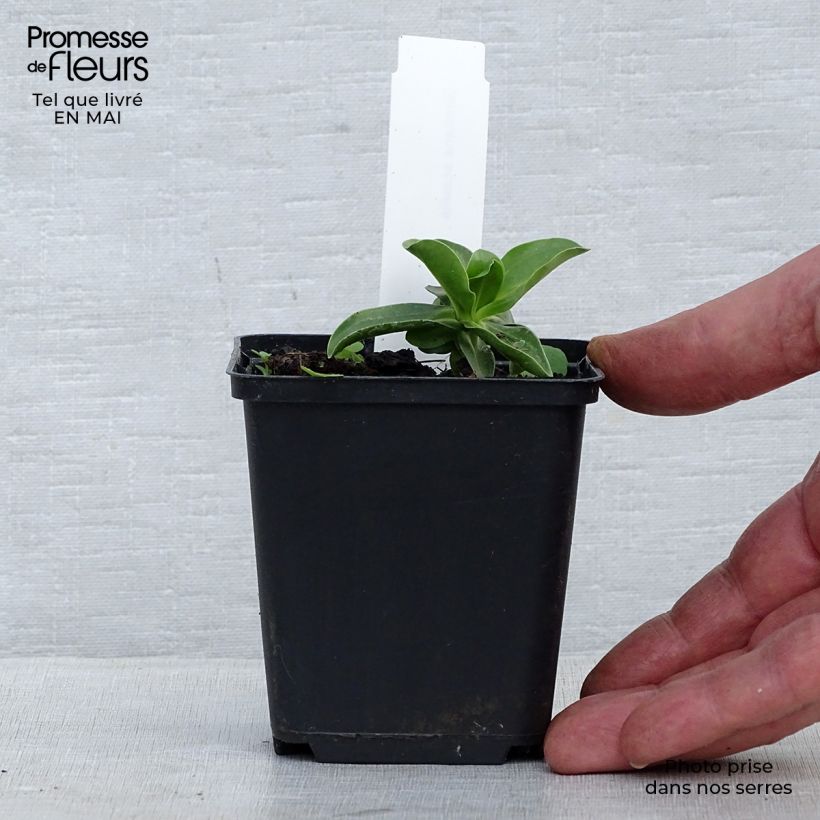 Gentiana acaulis 8/9 cm pot sample as delivered in spring