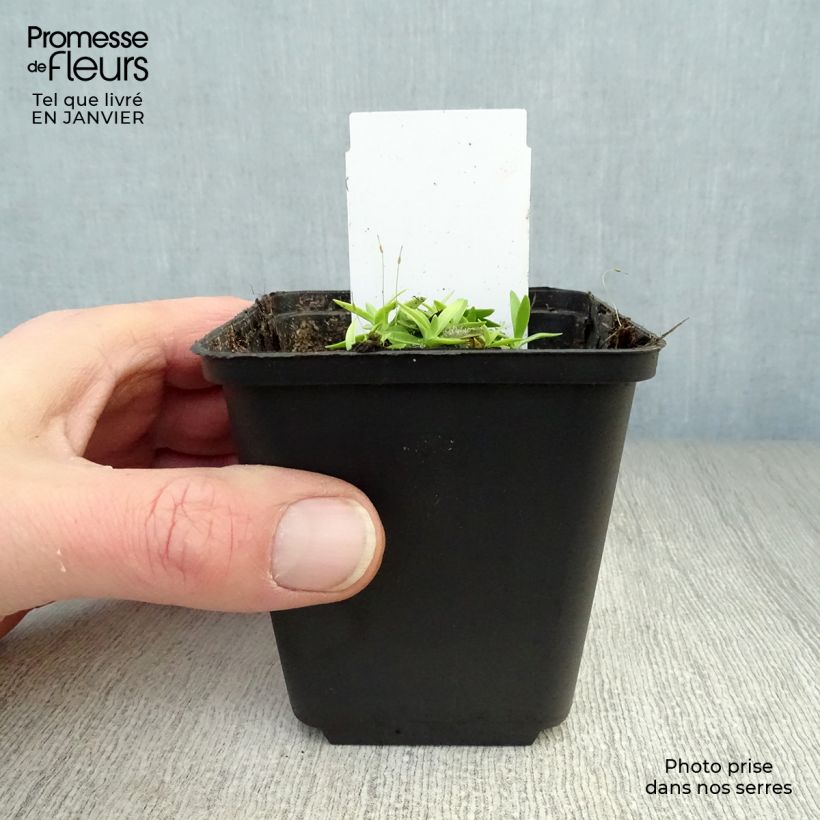 Gentiana acaulis 8/9 cm pot sample as delivered in winter