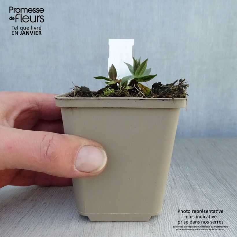 Gentiana asclepiadea 8/9 cm pot sample as delivered in winter