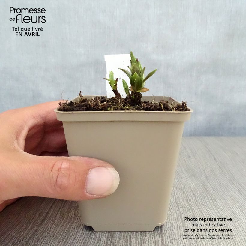 Gentiana asclepiadea 8/9 cm pot sample as delivered in spring