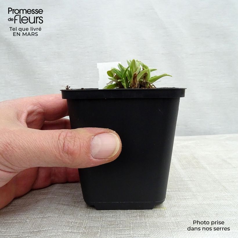 Gentiana dahurica 8/9 cm pot sample as delivered in winter