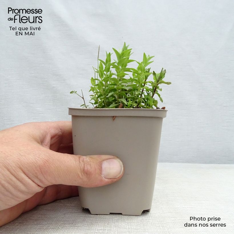 Gentiana septemfida var. lagodechiana 8/9 cm pot sample as delivered in spring