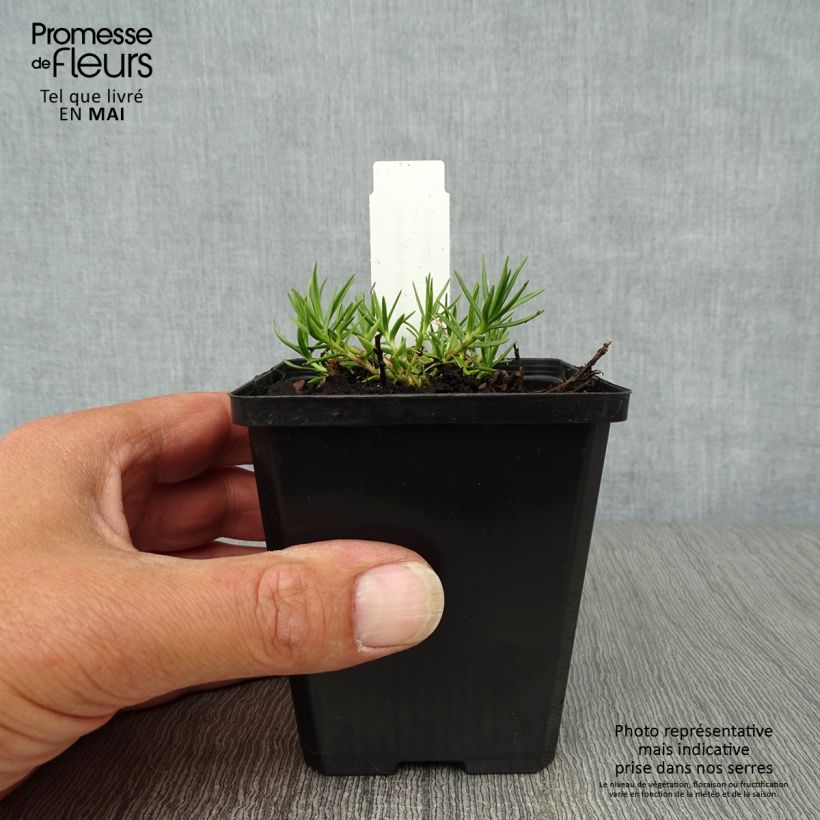 Gentiana sino-ornata 8/9 cm pot sample as delivered in spring