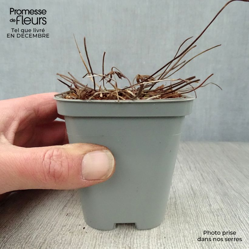 Geranium Eureka Blue 8/9 cm pot sample as delivered in winter