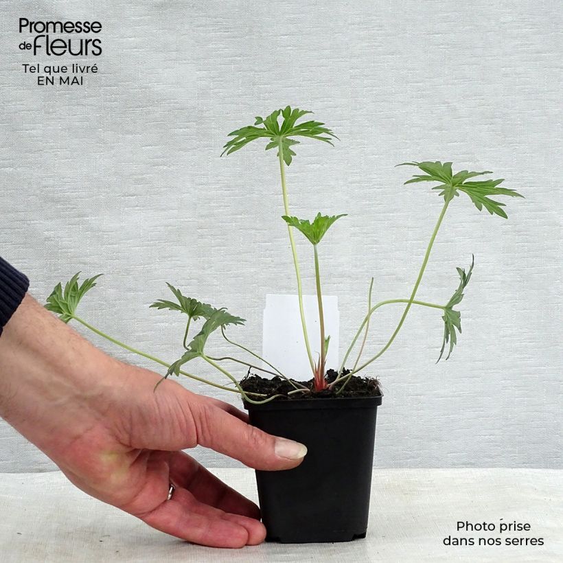 Geranium Eureka Blue 8/9 cm pot sample as delivered in spring