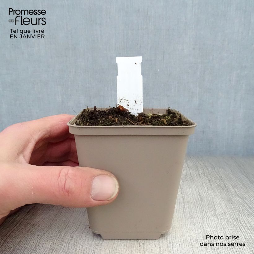 Geranium himalayense Irish Blue 8/9 cm pot sample as delivered in winter