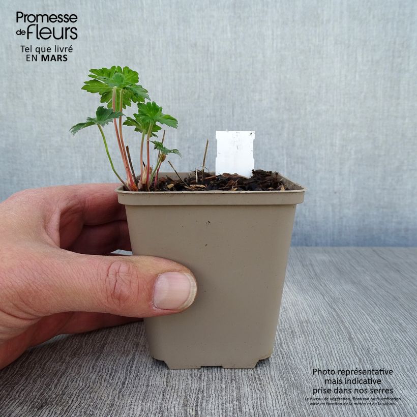 Geranium himalayense Irish Blue 8/9 cm pot sample as delivered in spring