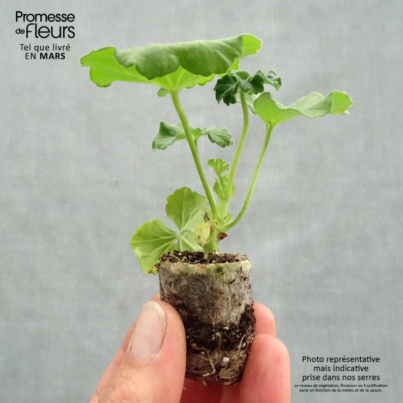 Pelargonium TwoinOne Violet Plug plant 3/4cm sample as delivered in spring