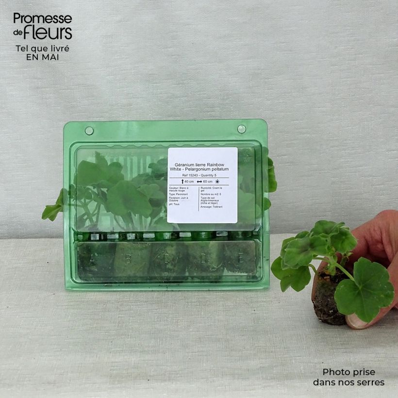 Pelargonium Rainbow White - Ivy Geranium Plug plant 3/4cm sample as delivered in spring