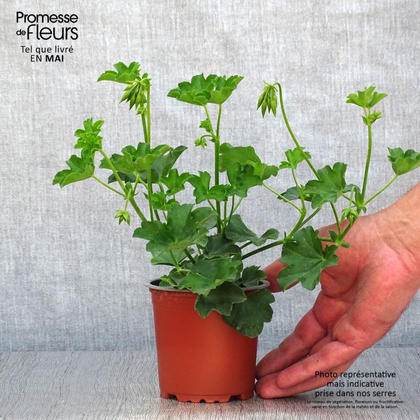 Pelargonium peltatum Balcon Lilas 8/9 cm pot sample as delivered in spring