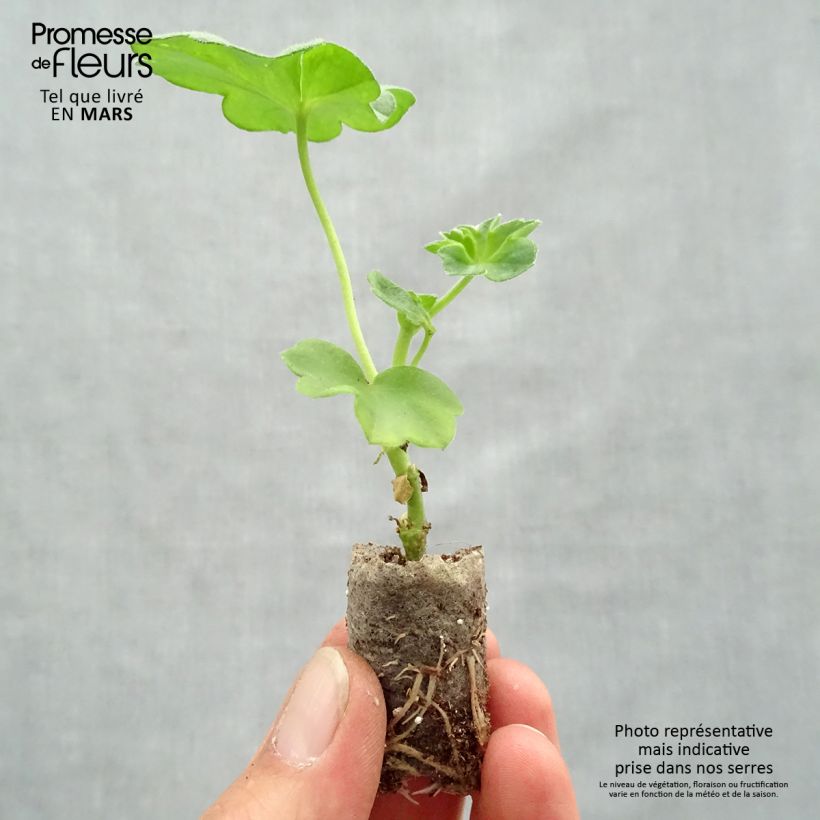 Pelargonium Double Royal Blue - Ivy Geranium Plug plant 1.5/2.5 cm sample as delivered in spring