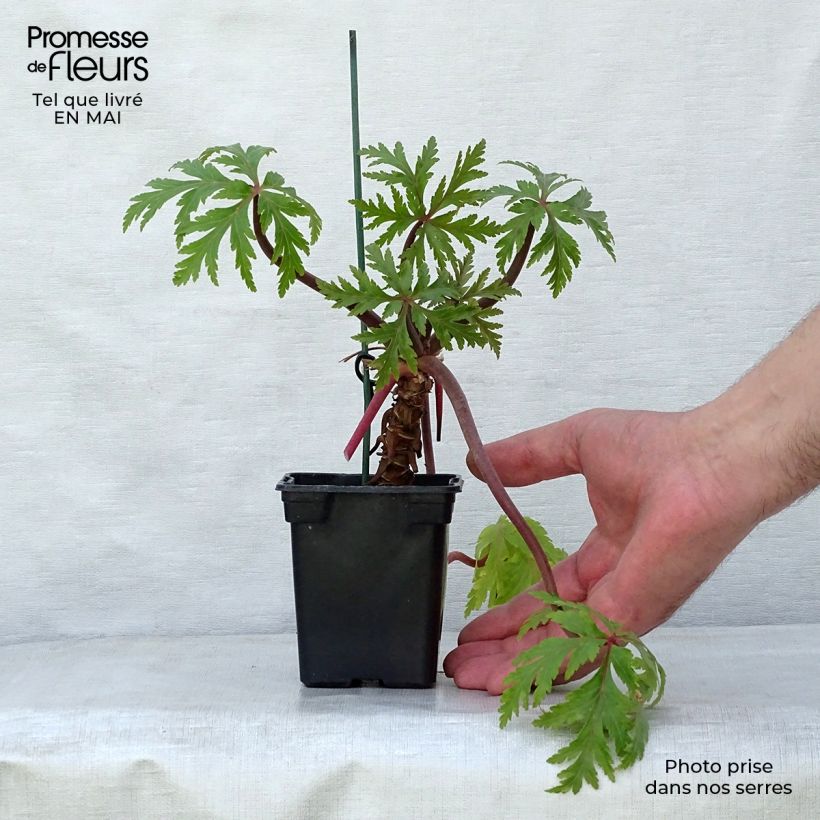 Geranium maderense 7/8 cm pot sample as delivered in spring