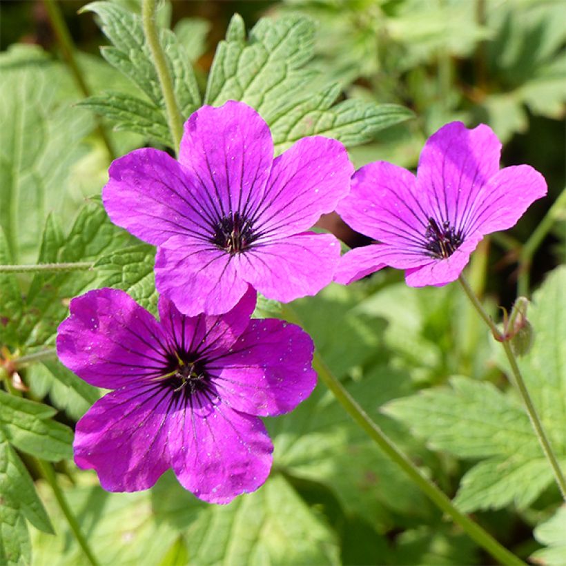 Geranium psilostemon Red Admiral (Flowering)