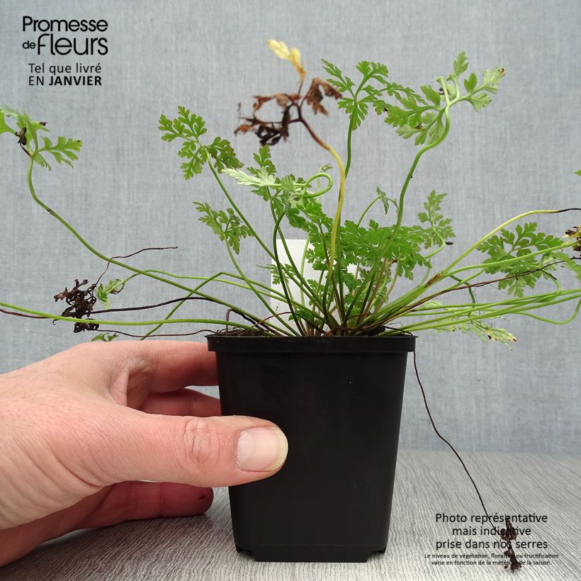 Geranium robertianum 8/9 cm pot sample as delivered in winter