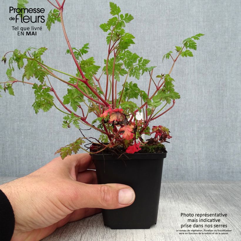 Geranium robertianum 8/9 cm pot sample as delivered in spring