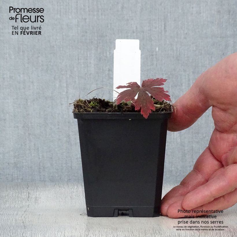 Geranium Ann Folkard 8/9 cm pot sample as delivered in winter