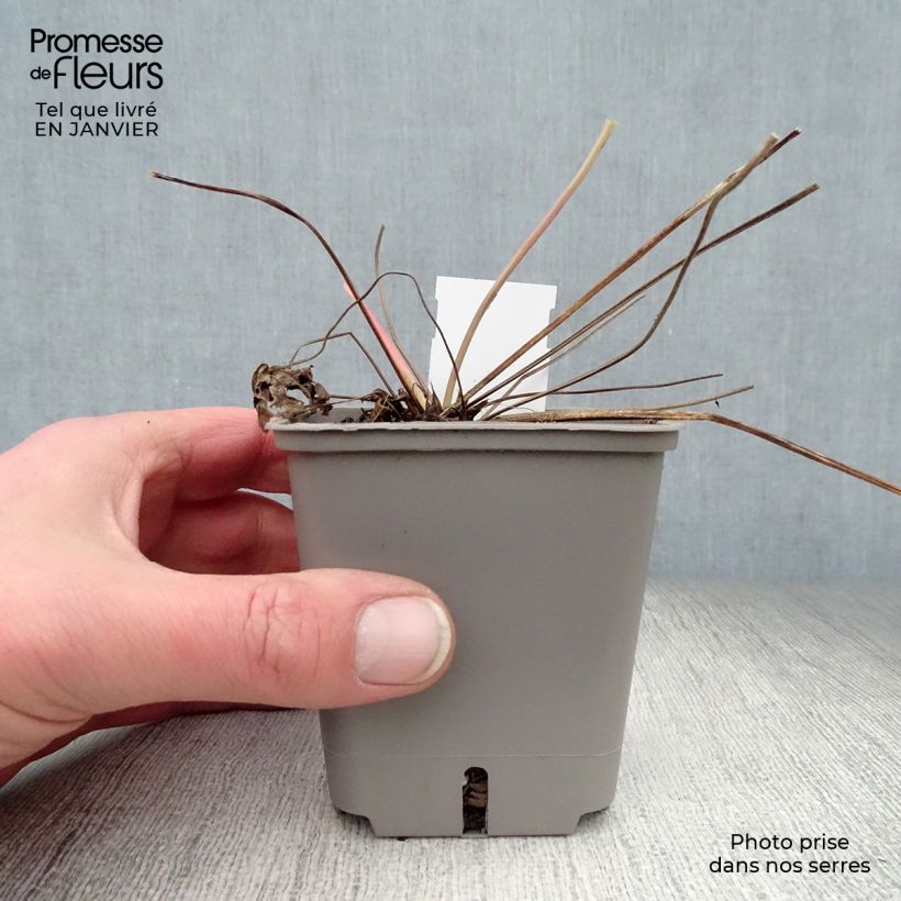 Geranium Anne Thomson 8/9 cm pot sample as delivered in winter