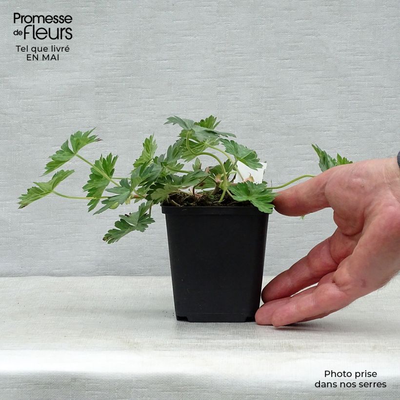 Geranium wallichianum Azure Rush 8/9 cm pot sample as delivered in spring