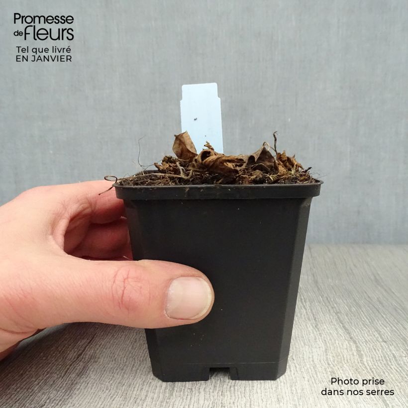 Geranium wallichianum Azure Rush 8/9 cm pot sample as delivered in winter