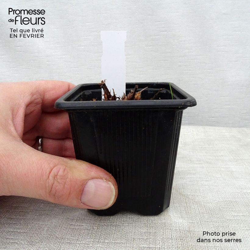 Geranium Blue Cloud 8/9 cm pot sample as delivered in winter