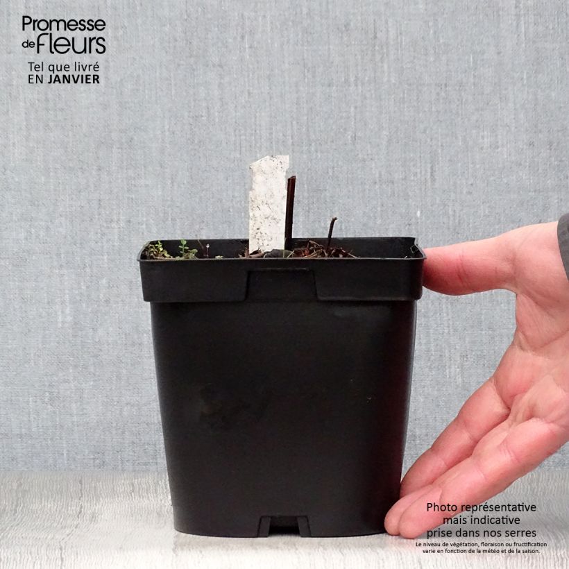 Geranium Blue Cloud 2L/3L pot sample as delivered in winter