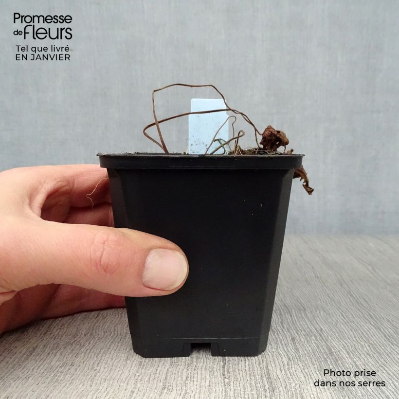 Geranium hybride Blue Sunrise 8/9 cm pot sample as delivered in winter